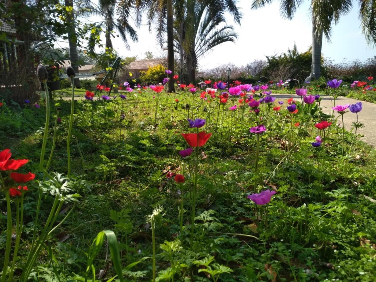 Nof Kineret Suites Ramot Bagian luar foto